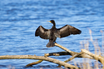 cormorant on a branch, bird with spread wings, Poland