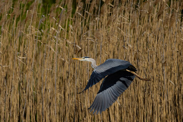 Blue heron in flight over the Narew river in Poland
