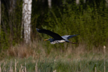 Blue heron in flight over the Narew river in Poland
