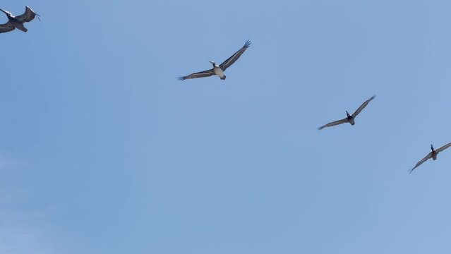 A flock of California Brown Pelicans in flight soaring in formation against a clear blue sky 