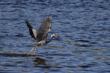 A heron with a fish in its beak, Blue heron in flight over the Narew river in Poland