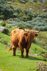 Scottish Highland cow grazing at the side of the road on the North Coast 500 route in Scotland