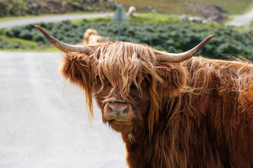 Scottish Highland cow grazing at the side of the road on the North Coast 500 route in Scotland