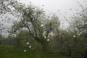 Regen und Kirschblütenblätter auf Windschutzscheibe vor Birnbaum im Frühling