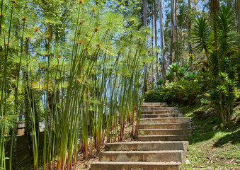 Pathway with stairs in garden with lush plants in Resort in Guatap&eacute;, Colombia