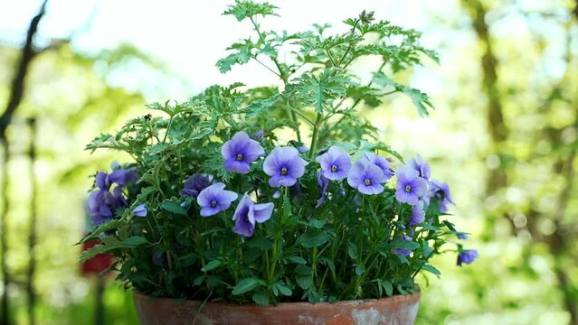   Purple Flowers Bloom. Garden background. Grow a  Viola flower in a pot 
