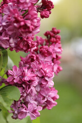 Lilac bush with big flowers. Lilac branch bloom. Bright blooms of spring lilacs bush. Spring pink lilac flowers close-up on blurred background. Side view. Copy space. Selective focus