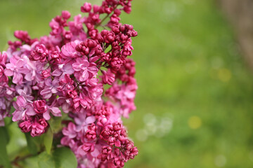 Big lilac branch bloom. Bright blooms of spring lilacs bush. Spring blue lilac flowers close-up on blurred background. Bouquet of purple flowers