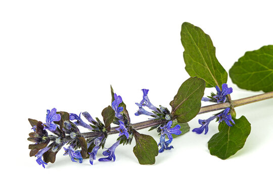 Ajuga reptans plant. Also known as common or blue bugle, bugleherb, bugleweed, carpetweed, carpet bugleweed. Isolated on white background.