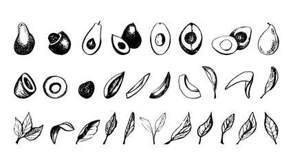 Hand drawn vector avocado fruit and leaves set