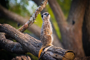meerkat on the lookout