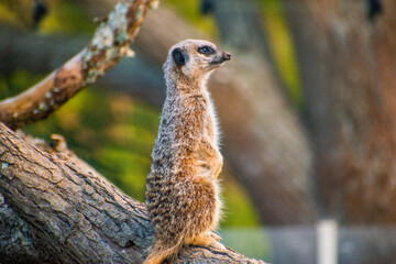 meerkat on guard