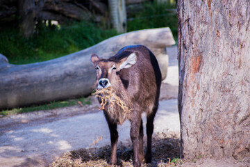 wild animal in the forest