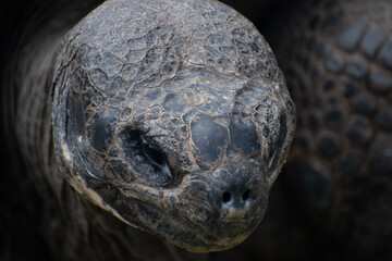 portrait up of a turtle