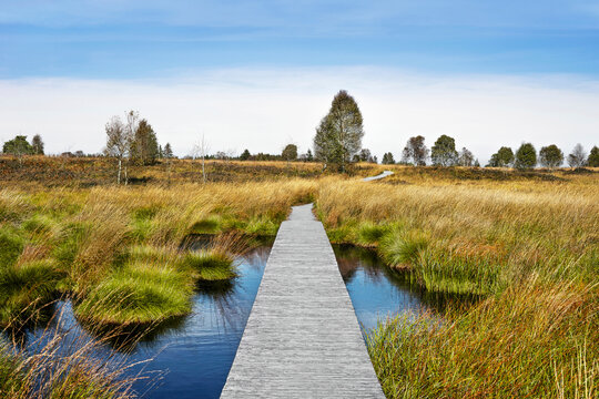 The picture shows the M&uuml;tzenicher Venn - Brackvenn (moorland) on the German-Belgian border in the early morning hours.