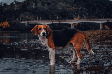A dog in the river forest