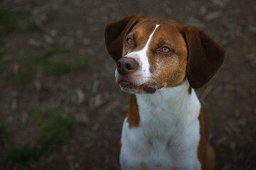 2023-04-30 A BROWN AND WHITE COLORED MIXED BREED DOG WITH BEUTIFUL EYES LOKING UP INTO THE CAMERA WITH A BLURRY BACKGROUND-