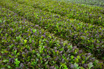 Fototapeta na wymiar Rows of harvest of mustard leaf on the farm field
