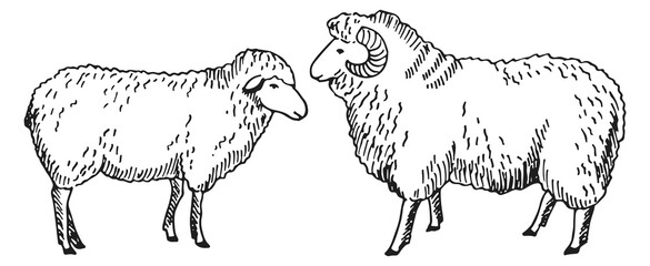 Sheep sketch. Farm animals drawing. Livestock icon