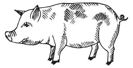 Pig sketch. Farm animal drawing. Domestic swine