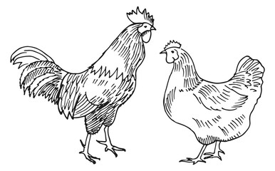 Fototapeta na wymiar Chicken sketch. Hen and rooster drawing. Farm poultry