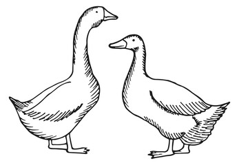 Geese sketch. Domestic birds. Farm poultry drawing