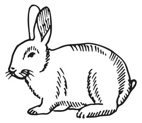 Rabbit sketch. Hand drawn bunny. Farm animal