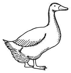 Goose sketch. Poultry hand drawn bird icon