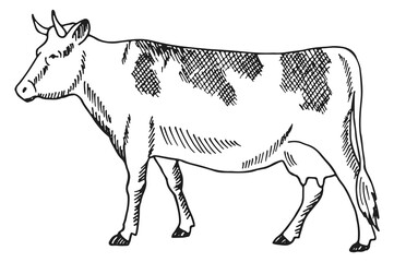 Cow sketch. Cattle engraving. Farm domestic animal