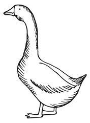 Farm bird. Hand drawn goose. Poultry drawing