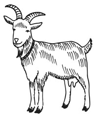Goat sketch. Hand drawn farm mammal animal