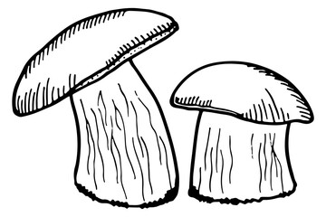 Porcini sketch. Hand drawn mushroom. Forest fungus