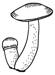Toadstool sketch. Toxic poisonous mushroom. Fungus illustration