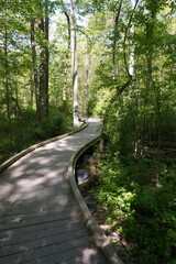 Curved Boardwalk Through Woodland in Spring