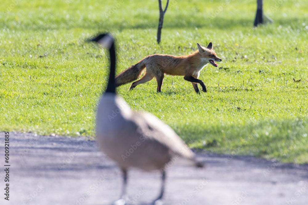 Poster red fox hunting canada goose