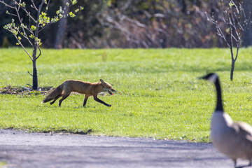 Red fox hunting Canada goose 