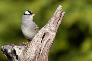 Male white-crowned sparrow (Zonotrichia leucophrys) in spring