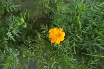 Close Up Photography of Orange and Yellow Flower of Sulfur Cosmos, Sunflower Family, with bokeh blur background effect.