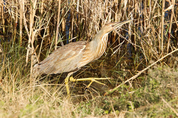 Bittern