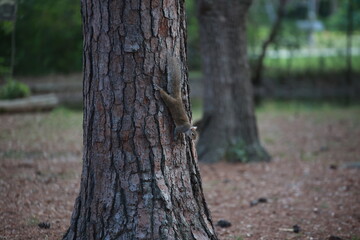 Squirrel on a Tree