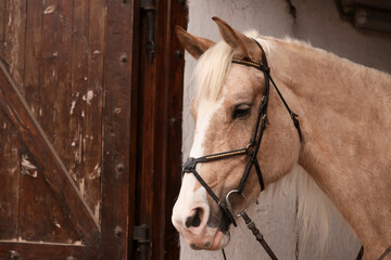 Adorable horse in stable. Lovely domesticated pet