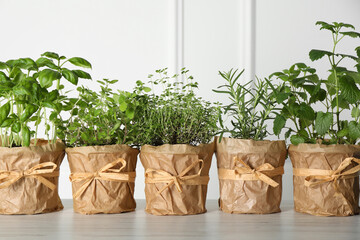 Different aromatic potted herbs on floor near white wall