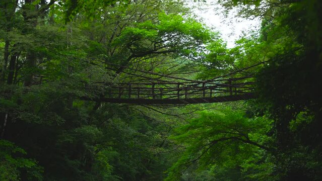 池田町 曇天のかずら橋 福井県 観光名所 ロケ地 日本有数 恋のパワースポット