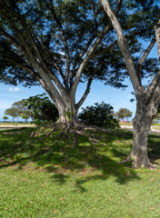 Fototapeta na wymiar Banyan Trees with Shade and Sunlight in Hawaii.