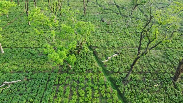 Drone or aerial view shot of tea garden Assam.