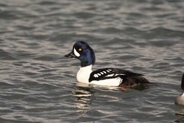 Male Barrow's Goldeneye on the water