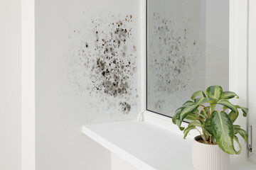 Window slope affected with mold in room - obrazy, fototapety, plakaty