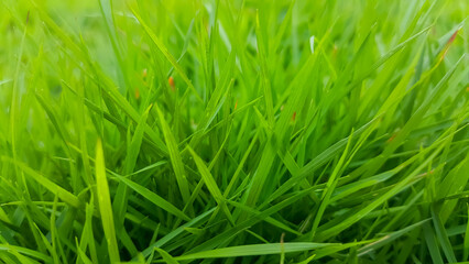 green grass of soccer top view or green artificial grass background
