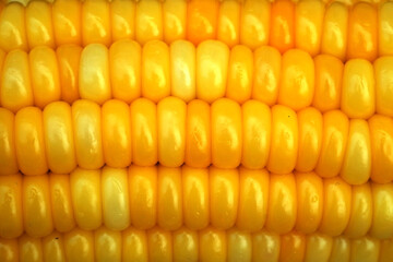 Close up sweet corn seeds use for food and agriculture background