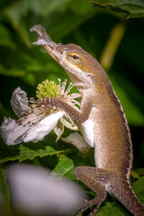 A Carolina Anole (Anolis carolinensis) has remnants of shed skin clinging to its nose while it holds onto a blackberry bloom. Raleigh, North Carolina.